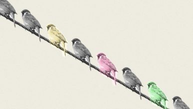 image of birds of different colors sitting on a wire